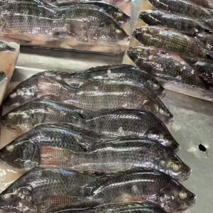 Frozen Tilapia