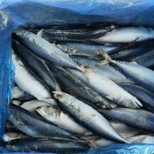 Frozen Mackerel Fish